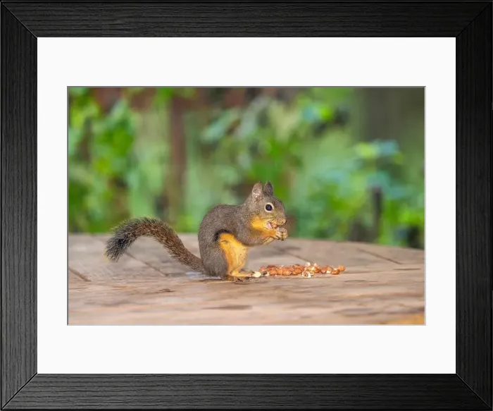 Framed Print : Issaquah, Washington State, USA. Douglas squirrel eating peanuts off of a wooden patio table Framed Print : Issaquah, Washington State, USA. Douglas squirrel eating peanuts off of a wooden patio table