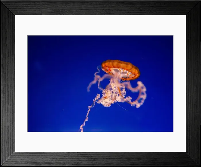 Framed Print : Blurry Colorful Jellyfishes floating on waters. Blue Moon jellyf