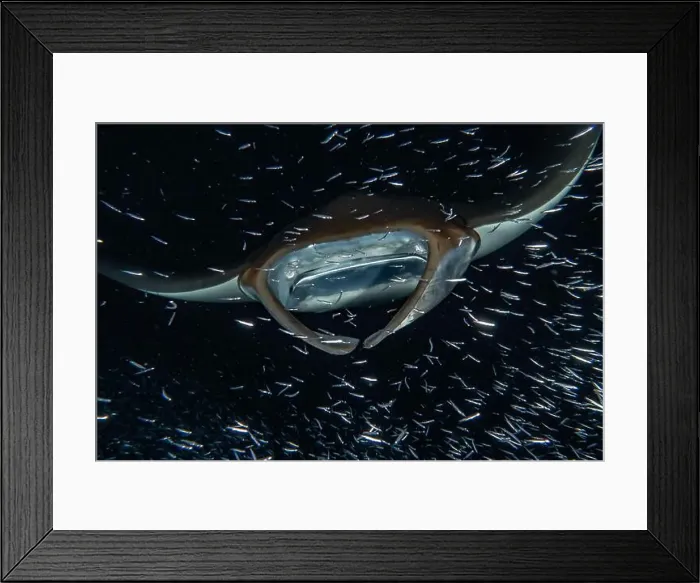 Framed Print : Manta Rays swim in the Maldives Islands Amazing animal Framed Print : Manta Rays swim in the Maldives Islands Amazing animal