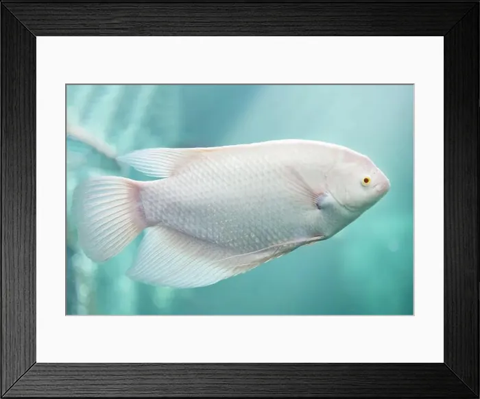 Framed Print : Close-up of Albino Giant Gourami floating under the water. Side view of White Giant Gourami Framed Print : Close-up of Albino Giant Gourami floating under the water. Side view of White Giant Gourami
