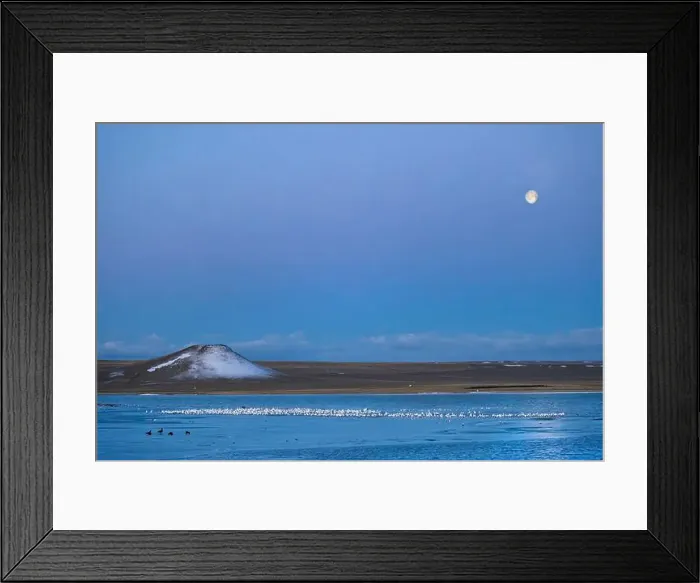Framed Print : Setting full moon during snow geese migration at Freezeout Lake Wildlife Management Area near Choteau