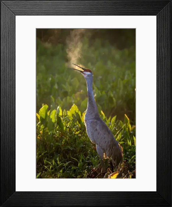 Framed Print : USA, Florida. Sandhill crane standing tall calling out in the early morning winter air Framed Print : USA, Florida. Sandhill crane standing tall calling out in the early morning winter air