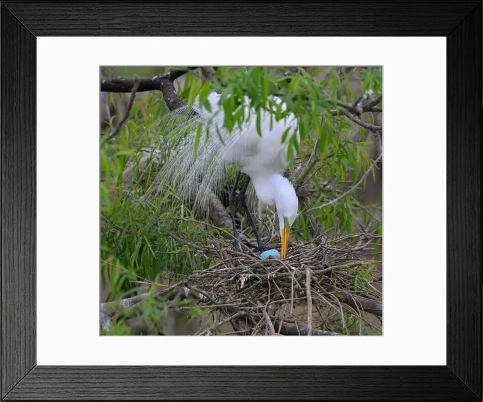 Framed Print : Great egret (Ardea alba) in breeding plumage turning eggs in the nest, High Island, Texas, USA Framed Print : Great egret (Ardea alba) in breeding plumage turning eggs in the nest, High Island, Texas, USA
