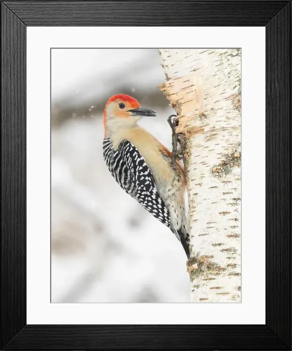 Framed Print : Red-bellied woodpecker, Pennsylvania, USA Framed Print : Red-bellied woodpecker, Pennsylvania, USA