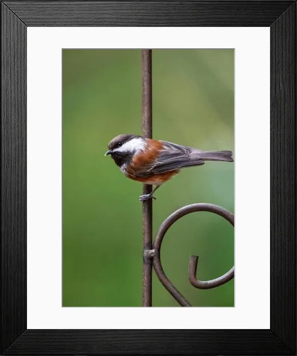 Framed Print : Issaquah, Washington State, USA. Chestnut-backed chickadee perched on a decorative metal trellis Framed Print : Issaquah, Washington State, USA. Chestnut-backed chickadee perched on a decorative metal trellis