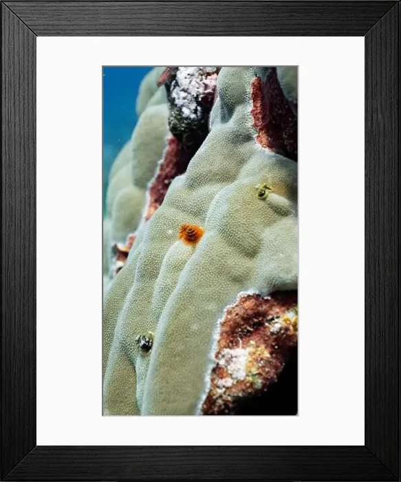 Framed Print : Close up of christmas tree worms on a coral reef off Fuvahmulah, Maldives Framed Print : Close up of christmas tree worms on a coral reef off Fuvahmulah, Maldives