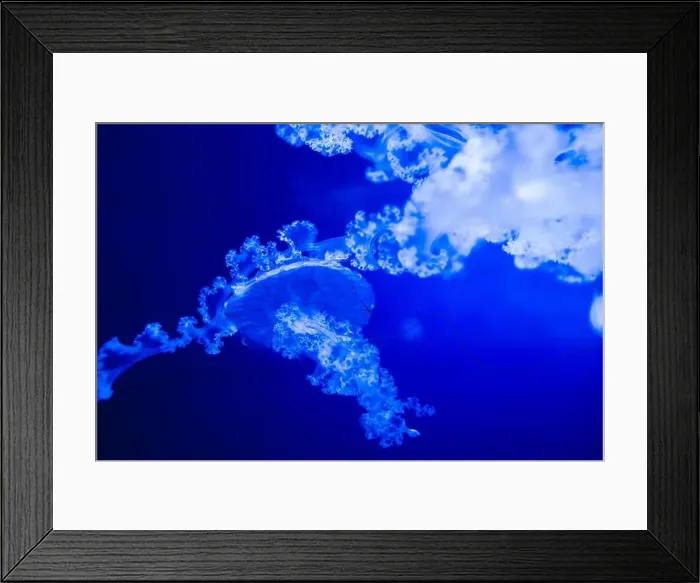 Framed Print : Blurry Colorful Jellyfishes floating on waters. Blue Moon jellyf Framed Print : Blurry Colorful Jellyfishes floating on waters. Blue Moon jellyf