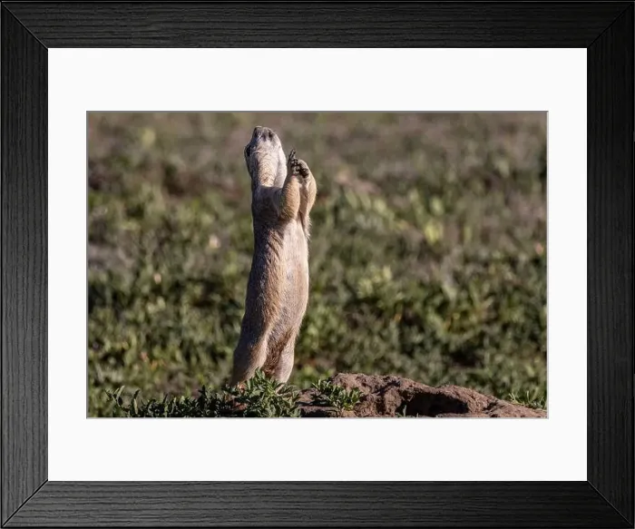 Framed Print : Prairie dog signaling all clear in Theodore Roosevelt National Park, North Dakota, USA. (Editorial Use Only) Framed Print : Prairie dog signaling all clear in Theodore Roosevelt National Park, North Dakota, USA. (Editorial Use Only)