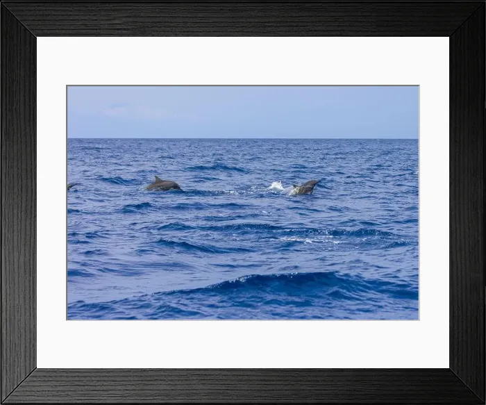 Framed Print : Dolphins in the sea near Lovina, Bali, Indonesia Framed Print : Dolphins in the sea near Lovina, Bali, Indonesia
