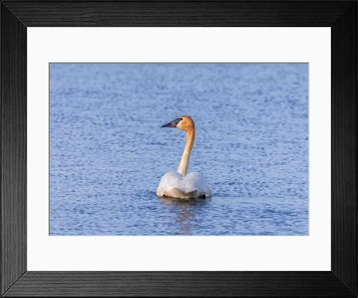 Framed Print : Trumpeter swan at Ninepipe National Wildlife Refuge near Ronan, Montana, USA. (Editorial Use Only)