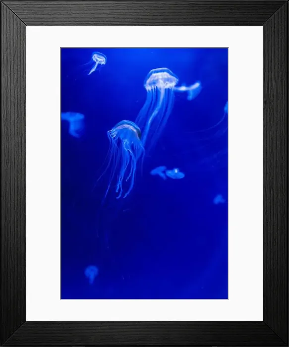 Framed Print : Blurry Colorful Jellyfishes floating on waters. Blue Moon jellyf Framed Print : Blurry Colorful Jellyfishes floating on waters. Blue Moon jellyf
