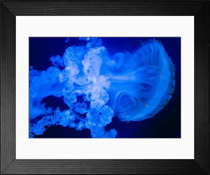 Framed Print : Blurry Colorful Jellyfishes floating on waters. Blue Moon jellyf Framed Print : Blurry Colorful Jellyfishes floating on waters. Blue Moon jellyf
