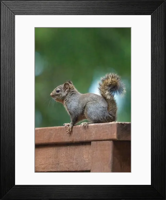 Framed Print : Issaquah, Washington State, USA. Douglas squirrel perched on a cedar wood railing on a deck Framed Print : Issaquah, Washington State, USA. Douglas squirrel perched on a cedar wood railing on a deck