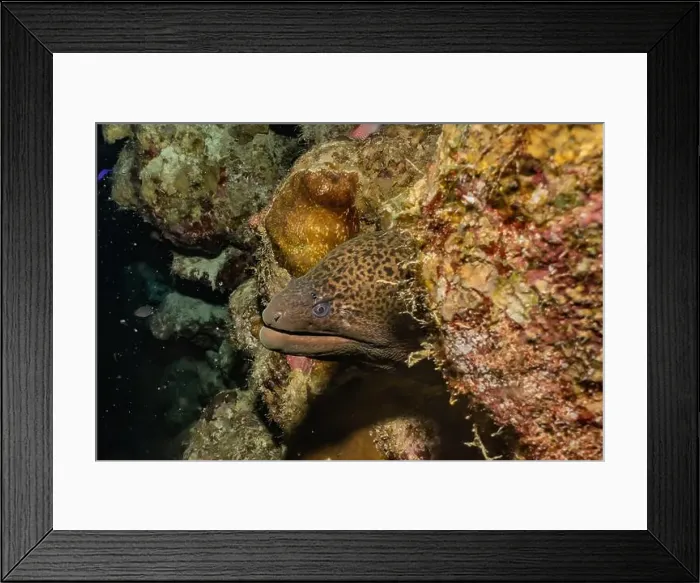 Framed Print : Moray eel Mooray lycodontis undulatus in the Red Sea, Eilat Israel Framed Print : Moray eel Mooray lycodontis undulatus in the Red Sea, Eilat Israel