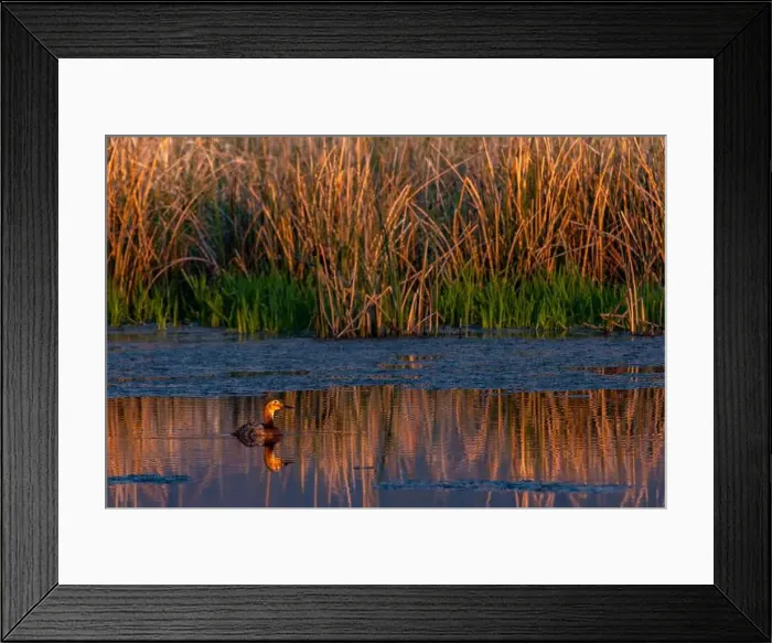 Framed Print : Female redhead duck at Ninepipe National Wildlife Refuge near Ronan, Montana, USA. (Editorial Use Only) Framed Print : Female redhead duck at Ninepipe National Wildlife Refuge near Ronan, Montana, USA. (Editorial Use Only)