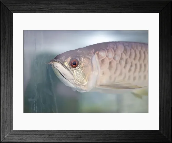 Framed Print : Close-up of Arowana in the aquarium. Headshot of Arowana Framed Print : Close-up of Arowana in the aquarium. Headshot of Arowana