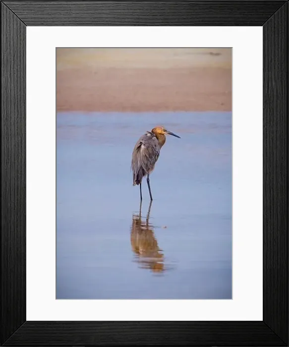 Framed Print : USA, Florida, Fort de Soto, a Reddish Egret standing in the water in early morning golden light with reflection