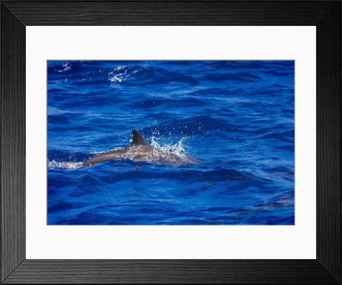 Framed Print : Dolphins in the sea near Lovina, Bali, Indonesia Framed Print : Dolphins in the sea near Lovina, Bali, Indonesia
