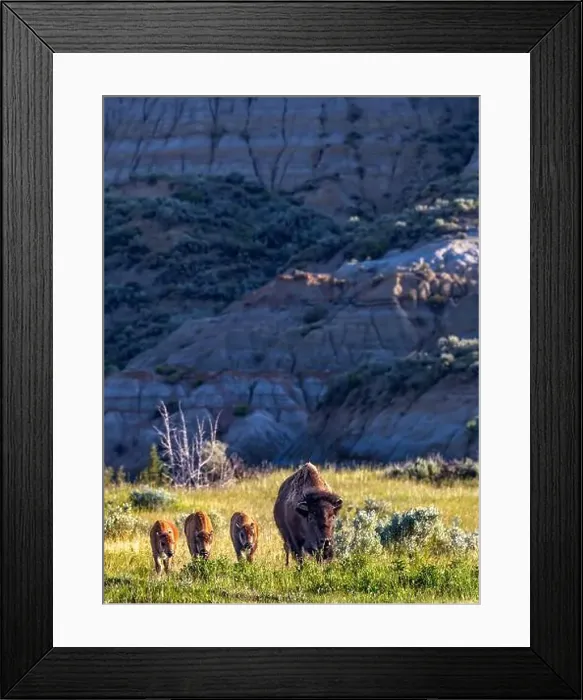 Framed Print : Bison with calves in Theodore Roosevelt National Park, North Dakota, USA. (Editorial Use Only) Framed Print : Bison with calves in Theodore Roosevelt National Park, North Dakota, USA. (Editorial Use Only)