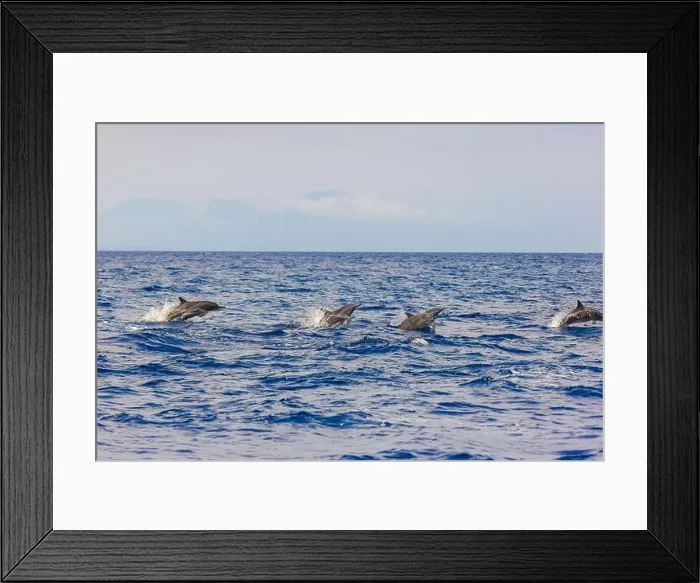 Framed Print : Dolphins in the sea near Lovina, Bali, Indonesia Framed Print : Dolphins in the sea near Lovina, Bali, Indonesia