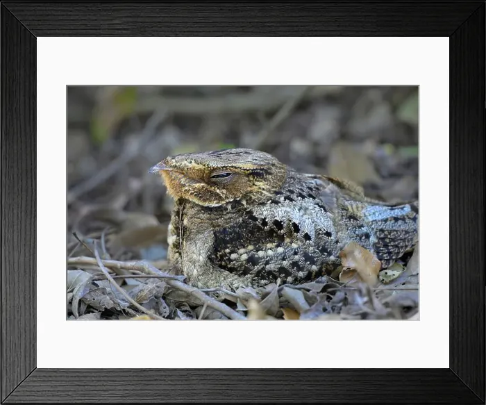Framed Print : Chuck-will's-widow (Antrostomus carolinensis) camouflaged at the forest bottom during daytime, High Island, Texas, USA Framed Print : Chuck-will's-widow (Antrostomus carolinensis) camouflaged at the forest bottom during daytime, High Island, Texas, USA