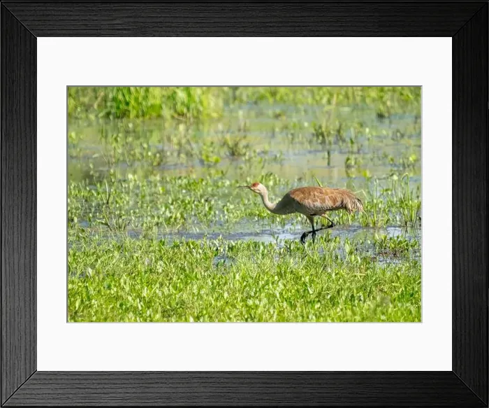 Framed Print : Ridgefield National Wildlife Refuge, Ridgefield, Washington State, USA. Sandhill Crane walking in a marsh Framed Print : Ridgefield National Wildlife Refuge, Ridgefield, Washington State, USA. Sandhill Crane walking in a marsh