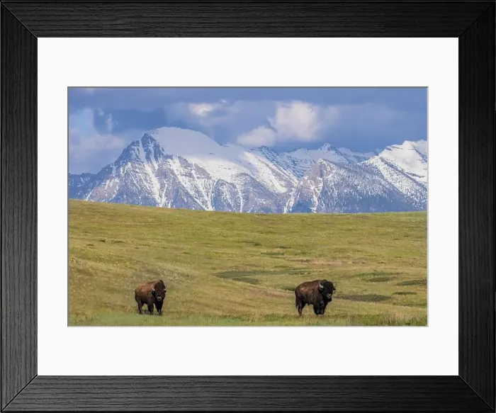 Framed Print : Bison with Mission Mountain background at the National Bison Range in Moiese, Montana, USA. (Editorial Use Only) Framed Print : Bison with Mission Mountain background at the National Bison Range in Moiese, Montana, USA. (Editorial Use Only)