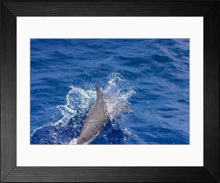 Framed Print : Dolphins in the sea near Lovina, Bali, Indonesia Framed Print : Dolphins in the sea near Lovina, Bali, Indonesia