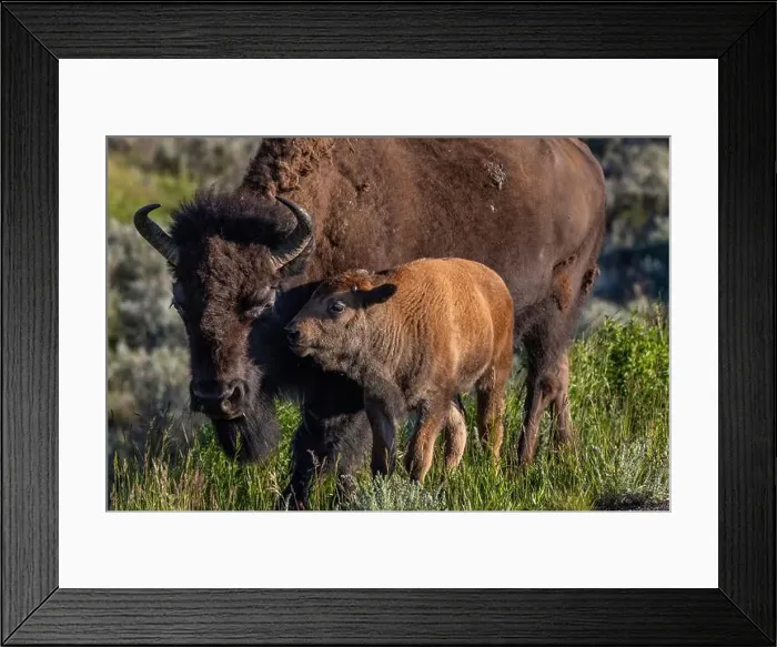 Framed Print : Bison with calves in Theodore Roosevelt National Park, North Dakota, USA. (Editorial Use Only) Framed Print : Bison with calves in Theodore Roosevelt National Park, North Dakota, USA. (Editorial Use Only)