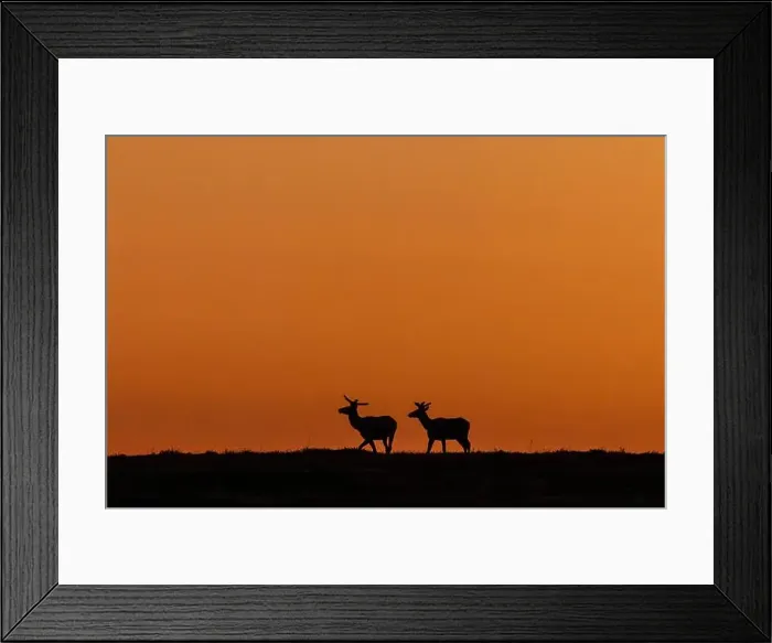 Framed Print : Bull elk silhouetted by the dawn light in Theodore Roosevelt National Park, North Dakota, USA. (Editorial Use Only) Framed Print : Bull elk silhouetted by the dawn light in Theodore Roosevelt National Park, North Dakota, USA. (Editorial Use Only)