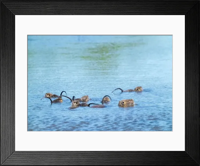 Framed Print : Ridgefield National Wildlife Refuge Framed Print : Ridgefield National Wildlife Refuge