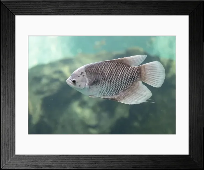 Framed Print : Close-up of Giant Gourami floating under the water. Side view of Giant Gourami Framed Print : Close-up of Giant Gourami floating under the water. Side view of Giant Gourami