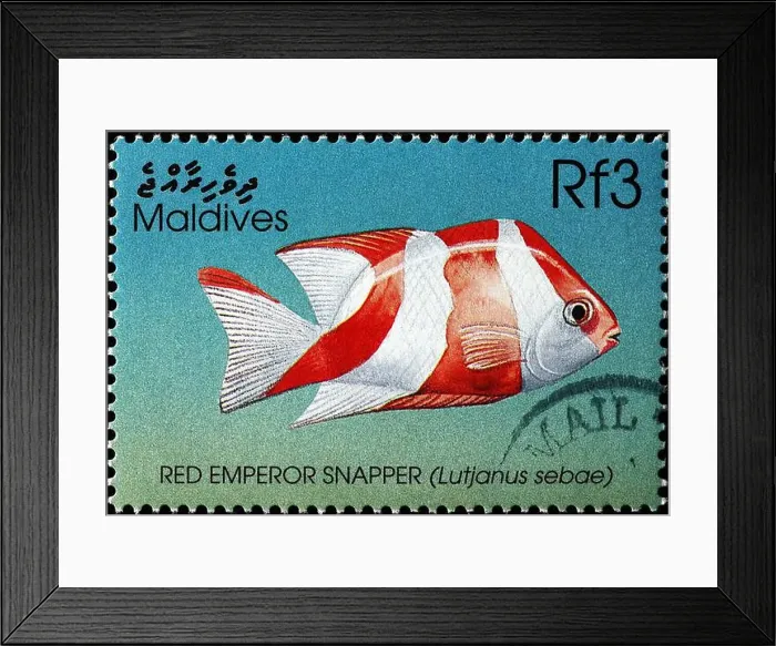 Framed Print : Red emperor snapper on postage stamp from Maldives