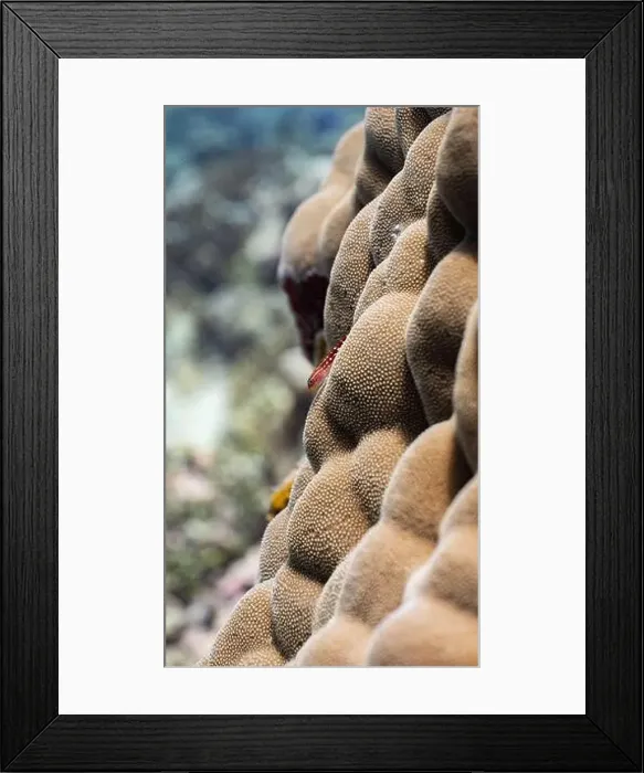 Framed Print : Christmas tree worms on a coral reef off Fuvahmulah, Maldives