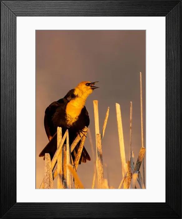 Framed Print : Yellow headed blackbird singing in cattails at Ninepipe National Wildlife Refuge near Ronan Framed Print : Yellow headed blackbird singing in cattails at Ninepipe National Wildlife Refuge near Ronan