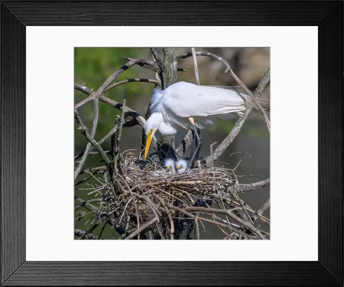 Framed Print : Great egret (Ardea alba) at the nest with newly hatched brooding chicks, High Island, Texas, USA Framed Print : Great egret (Ardea alba) at the nest with newly hatched brooding chicks, High Island, Texas, USA