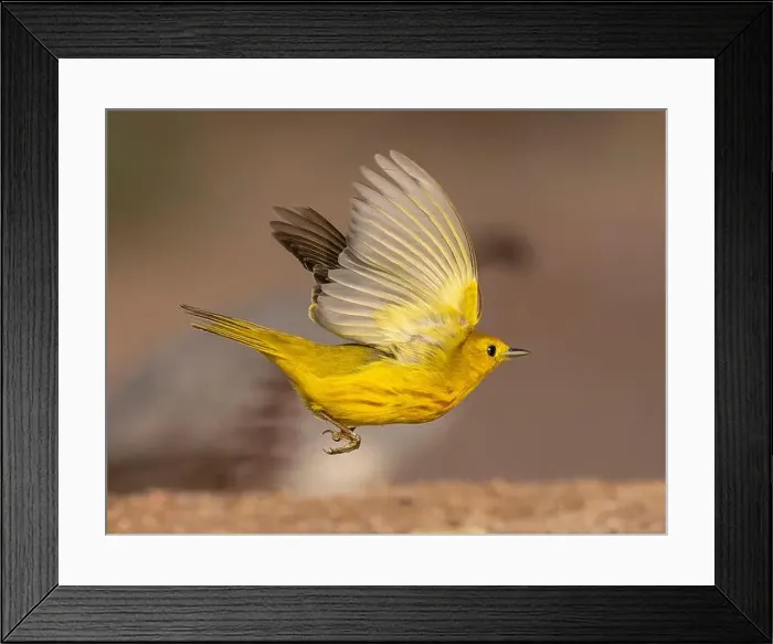 Framed Print : Yellow warbler, Arizona, USA Framed Print : Yellow warbler, Arizona, USA