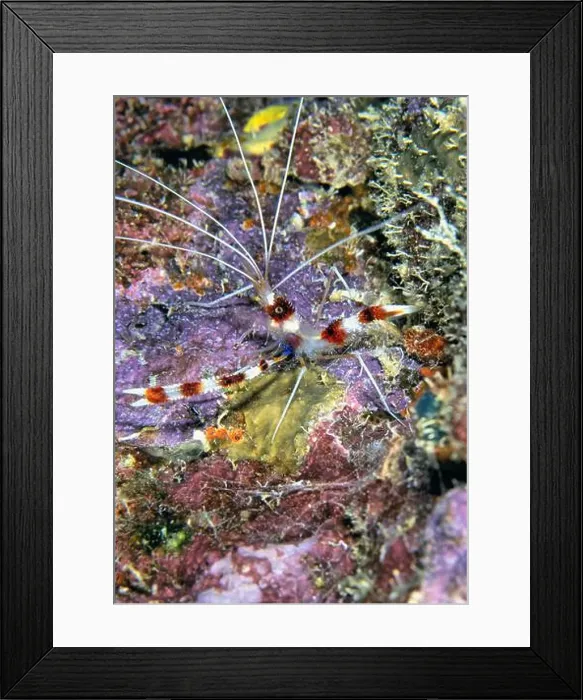 Framed Print : Stenopus hispidus is a shrimp-like decapod crustacean belonging to the infraorder Stenopodidea Framed Print : Stenopus hispidus is a shrimp-like decapod crustacean belonging to the infraorder Stenopodidea