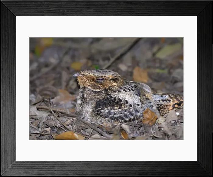 Framed Print : Chuck-will's-widow (Antrostomus carolinensis) camouflaged at the forest bottom during daytime, High Island, Texas, USA Framed Print : Chuck-will's-widow (Antrostomus carolinensis) camouflaged at the forest bottom during daytime, High Island, Texas, USA