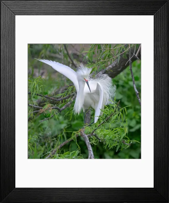 Framed Print : Snowy egret (Egretta thula) male displaying in breeding plumage, High Island, Texas, USA Framed Print : Snowy egret (Egretta thula) male displaying in breeding plumage, High Island, Texas, USA