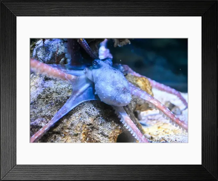 Framed Print : Octopus in the sea. Common Octopus swims in the water. Octopus on underwater rock Framed Print : Octopus in the sea. Common Octopus swims in the water. Octopus on underwater rock