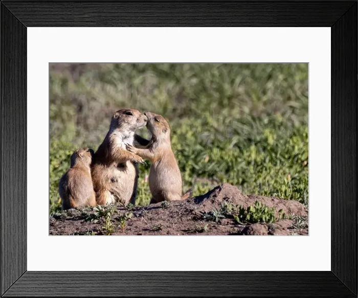 Framed Print : Prairie dog family in Theodore Roosevelt National Park, North Dakota, USA. (Editorial Use Only) Framed Print : Prairie dog family in Theodore Roosevelt National Park, North Dakota, USA. (Editorial Use Only)