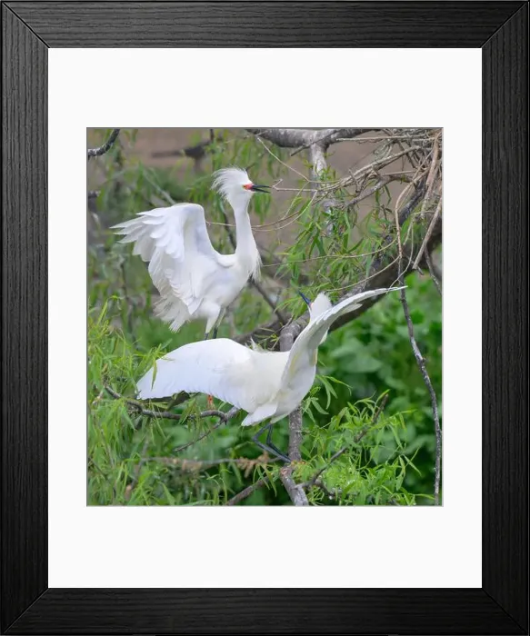 Framed Print : Snowy egrets (Egretta thula) courtship, High Island, Texas, USA