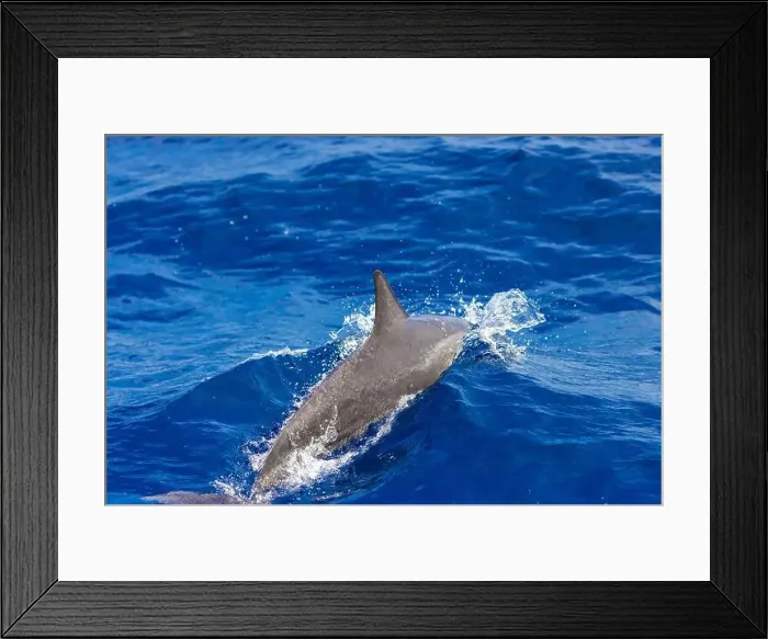 Framed Print : Dolphins in the sea near Lovina, Bali, Indonesia Framed Print : Dolphins in the sea near Lovina, Bali, Indonesia