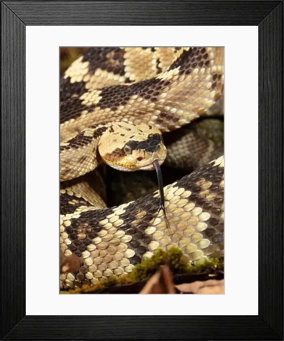 Framed Print : Black-tailed rattlesnake, Native to Southwest Arizona, USA Framed Print : Black-tailed rattlesnake, Native to Southwest Arizona, USA