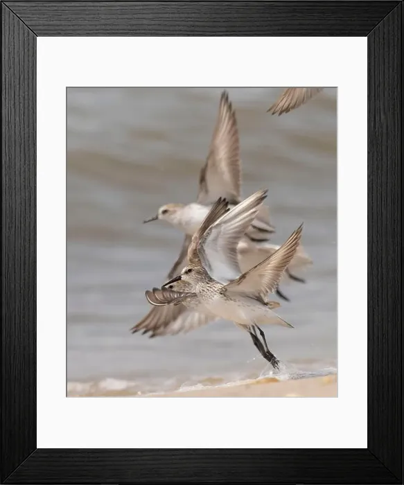 Framed Print : Semipalmated sandpiper, New Jersey, USA, North America Framed Print : Semipalmated sandpiper, New Jersey, USA, North America
