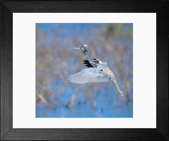 Framed Print : Tricolored heron (Egretta tricolor) in breeding plumage flying over lake, High Island, Texas, USA Framed Print : Tricolored heron (Egretta tricolor) in breeding plumage flying over lake, High Island, Texas, USA