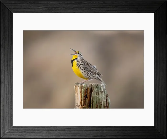 Framed Print : Meadowlark singing at Freezeout Lake Wildlife Management Area near Choteau, Montana, USA. (Editorial Use Only) Framed Print : Meadowlark singing at Freezeout Lake Wildlife Management Area near Choteau, Montana, USA. (Editorial Use Only)