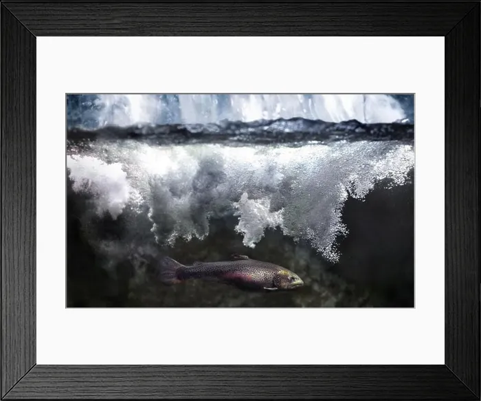 Framed Print : A trout is seen underwater beneath a waterfall Framed Print : A trout is seen underwater beneath a waterfall