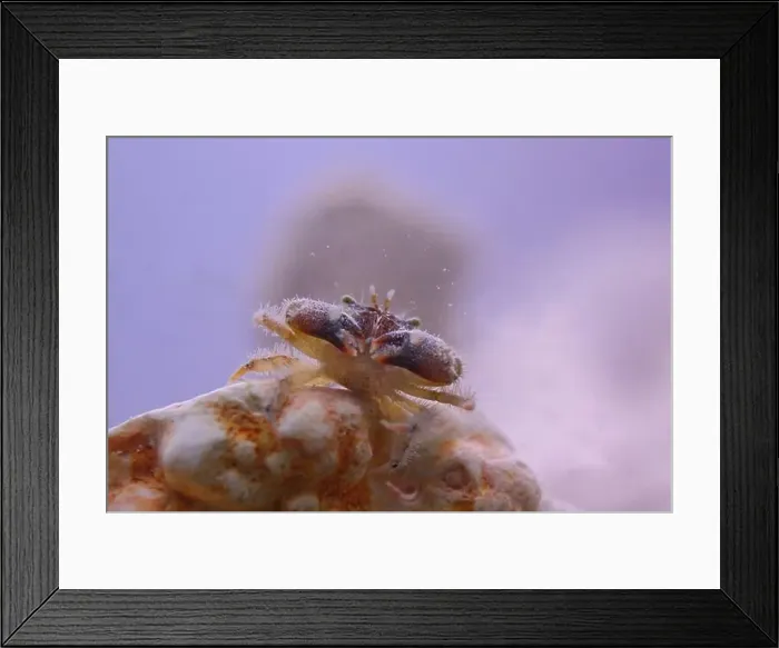 Framed Print : Closeup front view of Stone Crab on coral in sea water Framed Print : Closeup front view of Stone Crab on coral in sea water